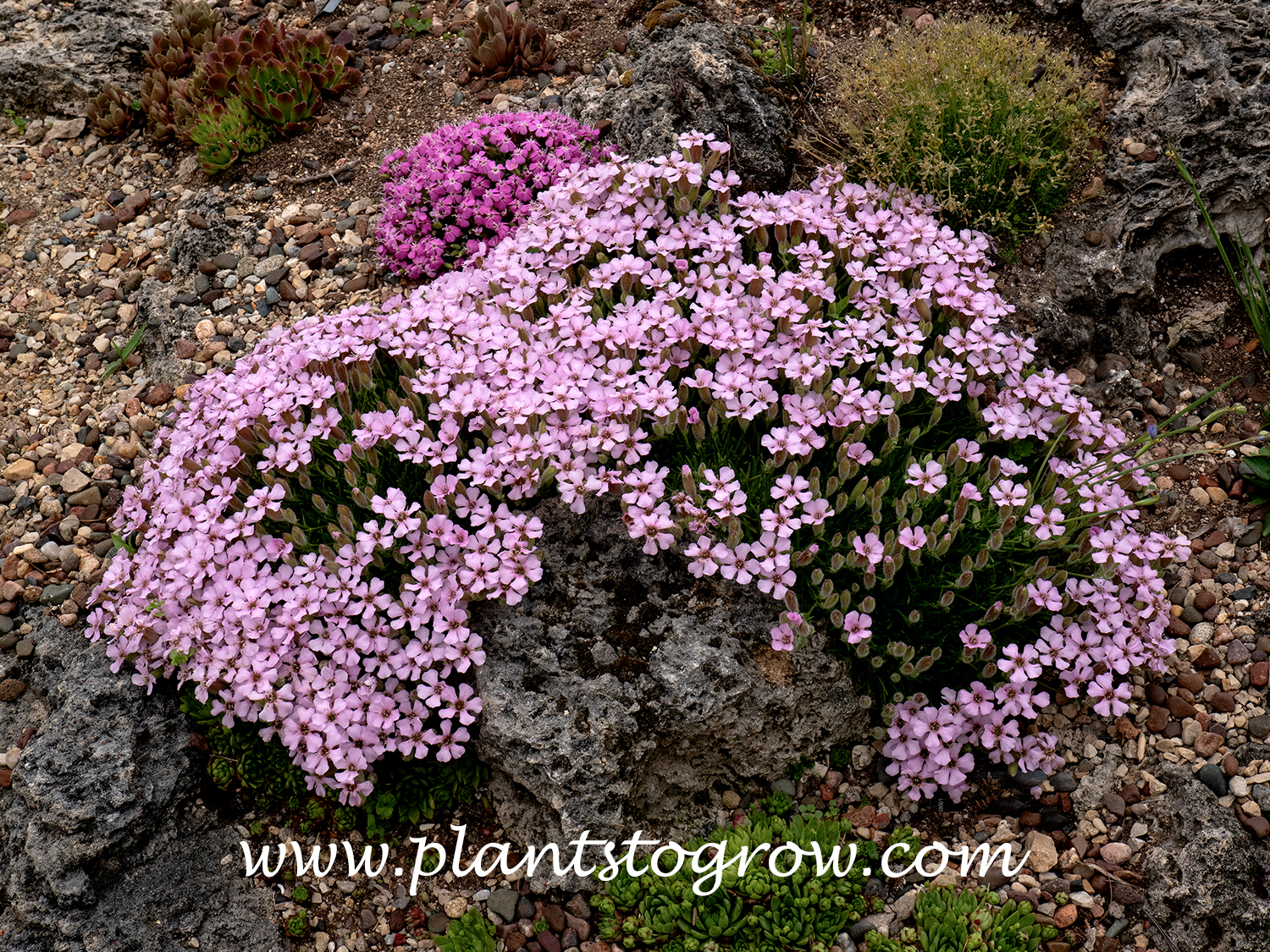 Saponaria x Bressingham